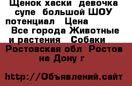 Щенок хаски, девочка супе, большой ШОУ потенциал › Цена ­ 50 000 - Все города Животные и растения » Собаки   . Ростовская обл.,Ростов-на-Дону г.